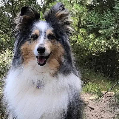 Lilly the Shetland Sheepdog