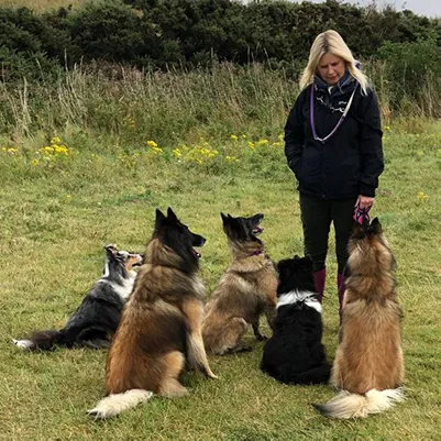 The Dogs Understood team of dogs