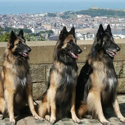 Willo, Josh and Dino