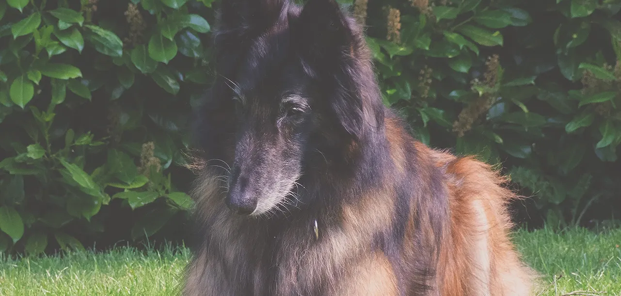 Dino, a Belgian Shepherd, resting in the garden