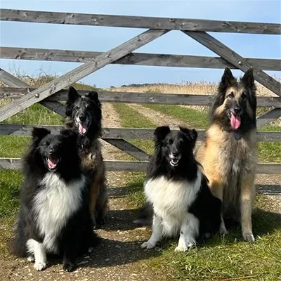 Dogs beside a fence