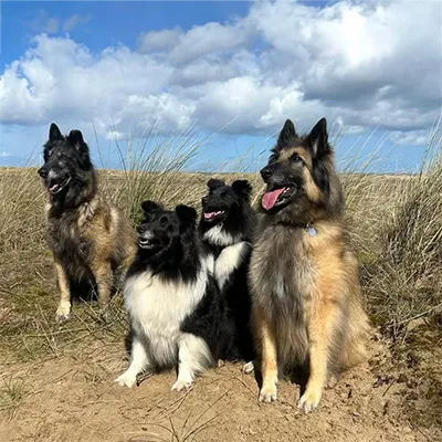 Dogs in a field