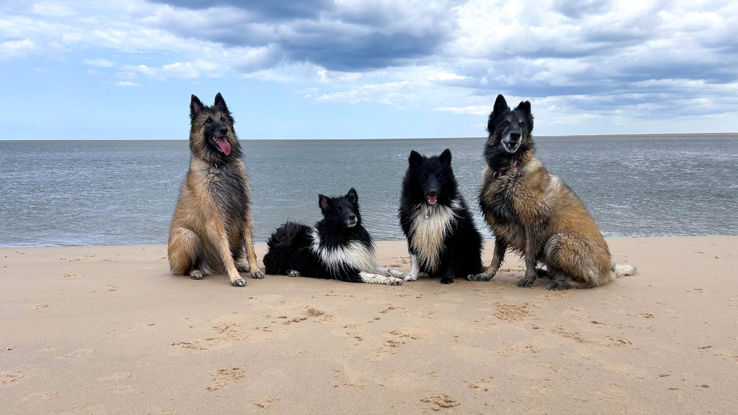 Sally's dogs running together on the beach