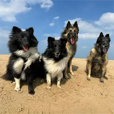Dogs running on the beach