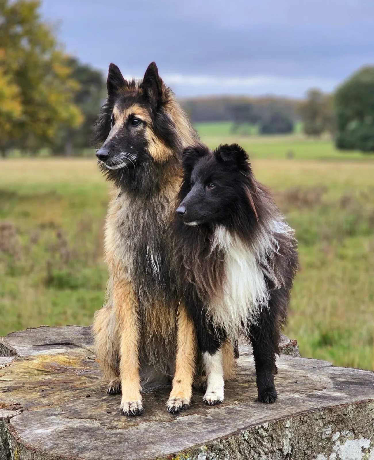 A Belgian Shepherd and a Shetland Sheepdog side by side on a tree stump in an autumn field