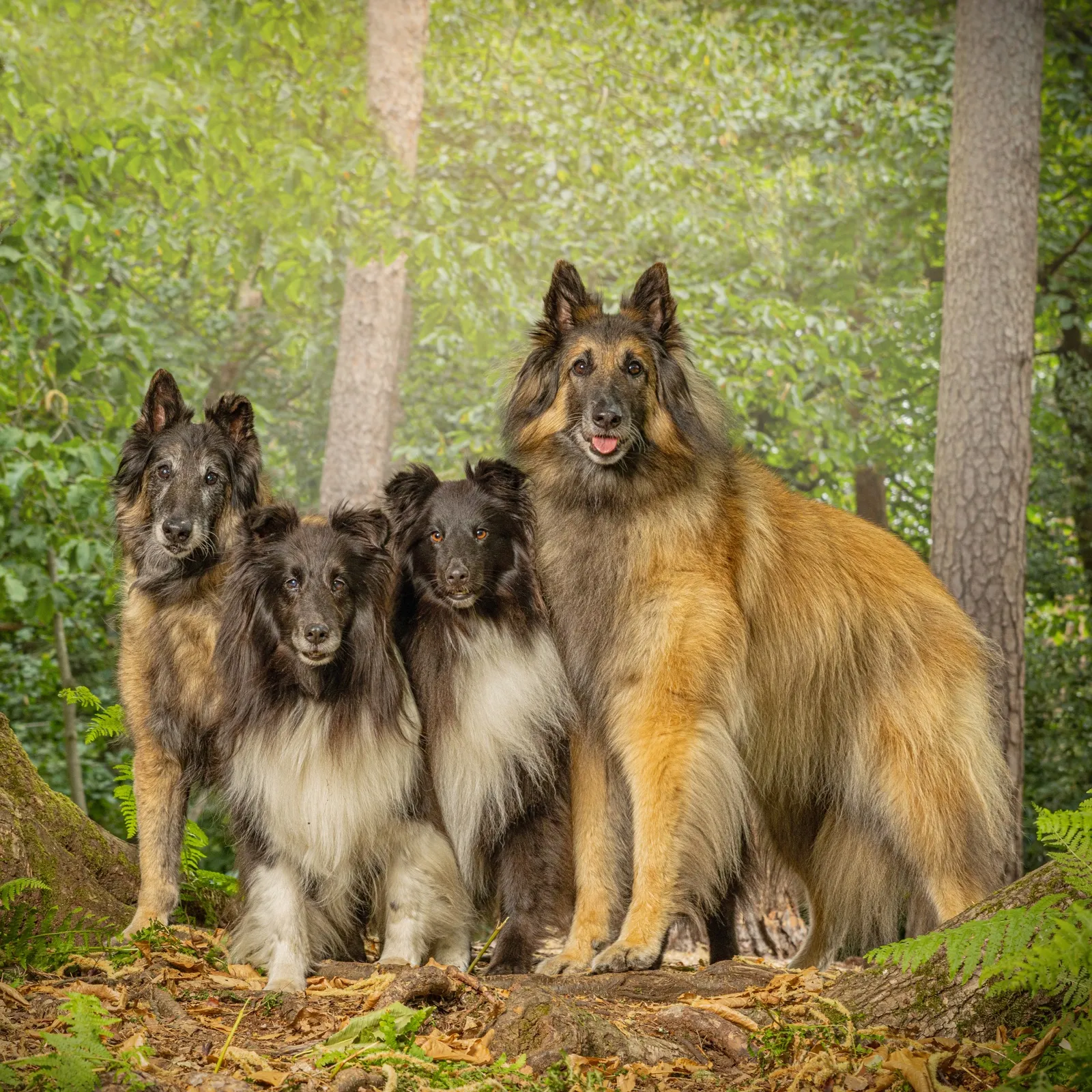 Sally's four dogs together in woodland — two Belgian Shepherds and two Shetland Sheepdogs